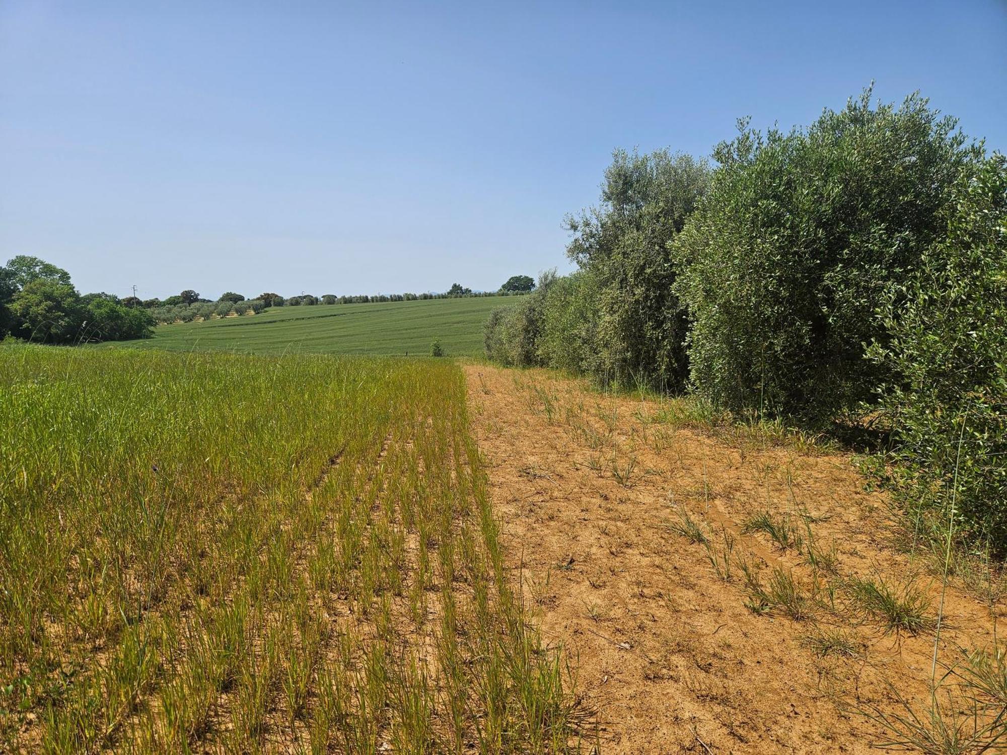 Agriturismo Il Migliarino 里斯佩施雅 外观 照片